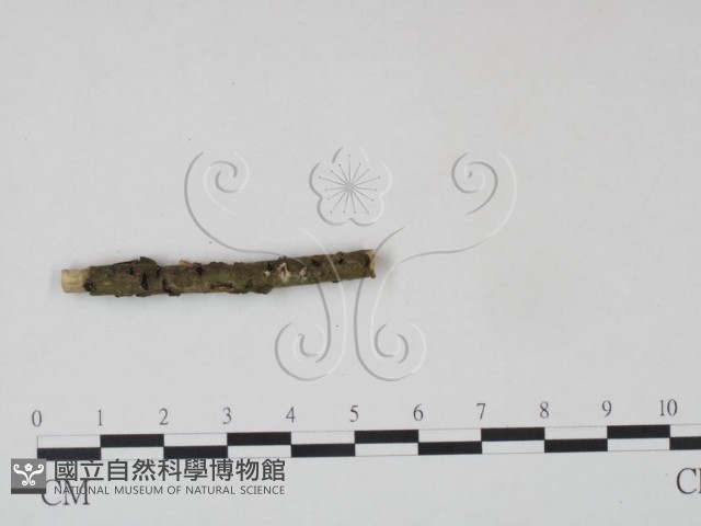登錄號:F0003199藏品圖，第1張