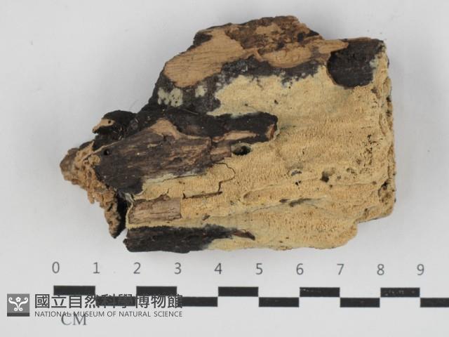 登錄號:F0033199藏品圖，第1張