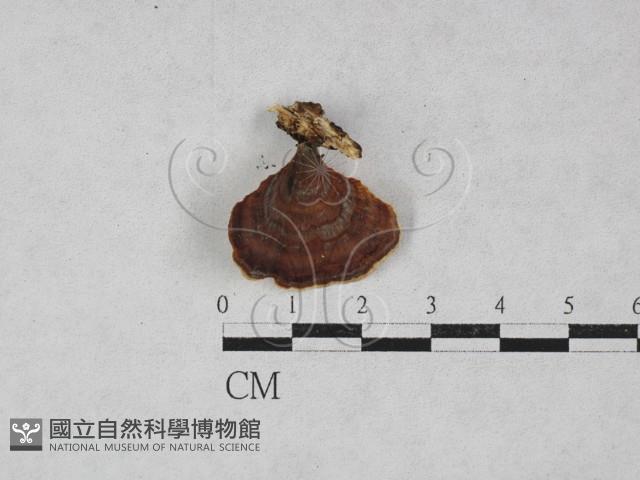 小孔菌屬藏品圖，第1張