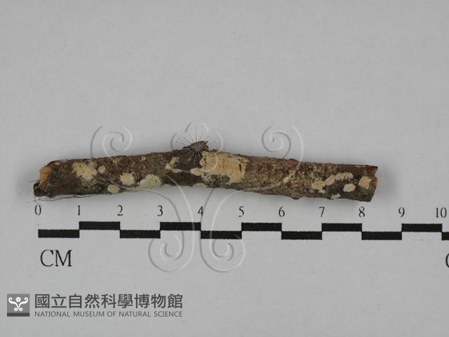登錄號:F0020099藏品圖，第1張