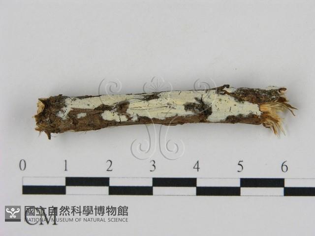 登錄號:F0000099藏品圖，第1張