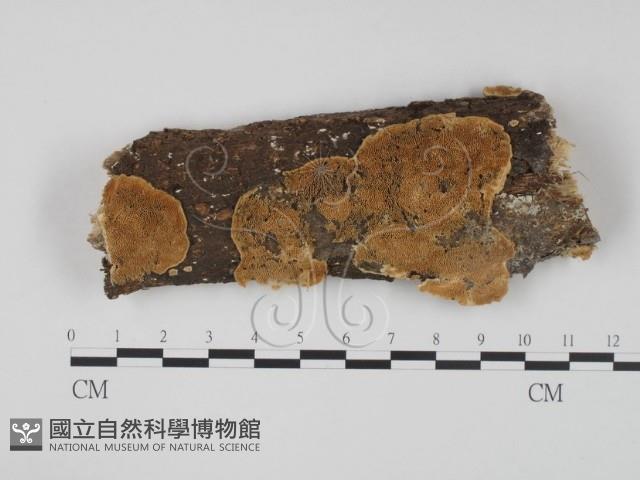 登錄號:F0010099藏品圖，第1張