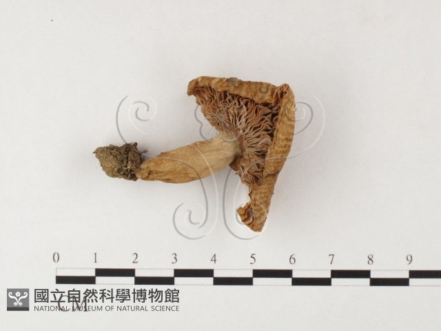 登錄號:F0026099藏品圖，第1張