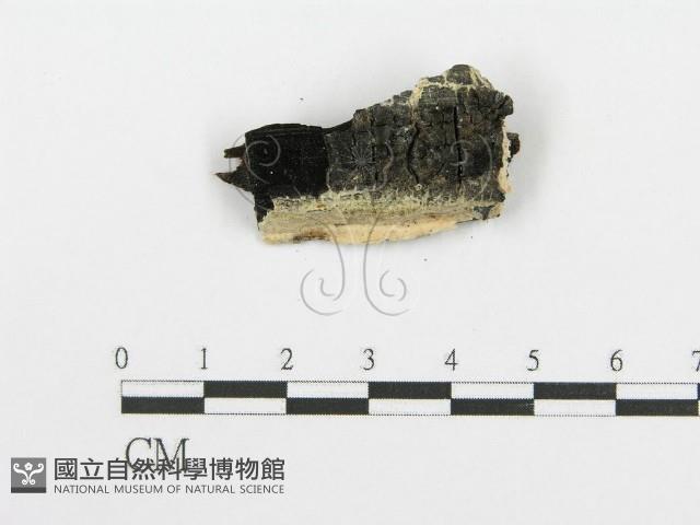 登錄號:F0006099藏品圖，第1張