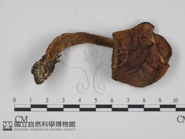 登錄號:F0016099藏品圖，第1張