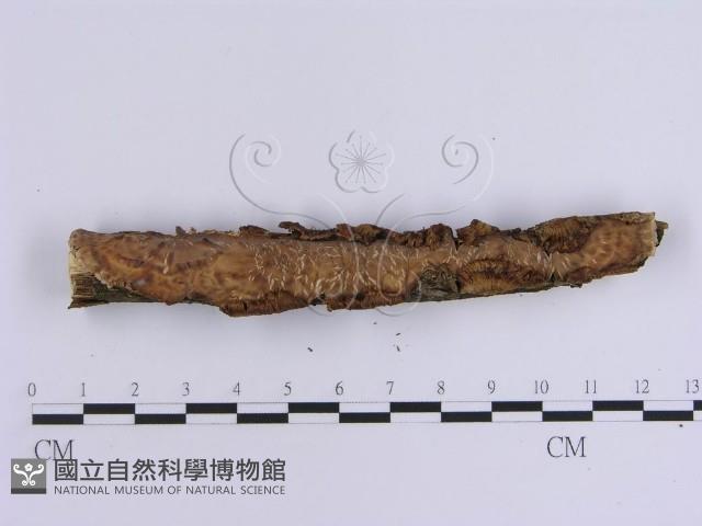 韌革菌屬藏品圖，第1張