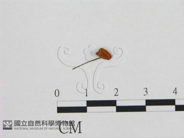 登錄號:F0011099藏品圖，第1張