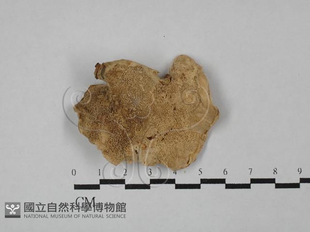 登錄號:F0024099藏品圖，第1張