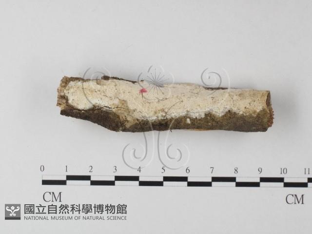 登錄號:F0004099藏品圖，第1張