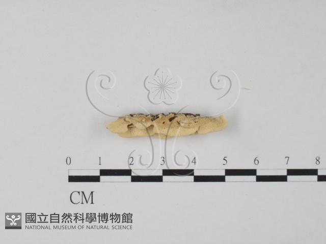 栓菌屬藏品圖，第1張