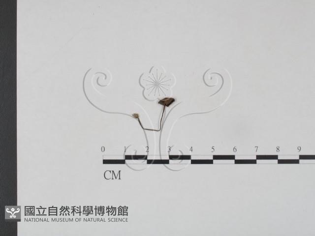 登錄號:F0002099藏品圖，第1張