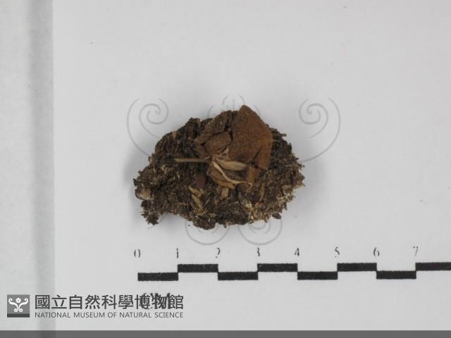 地星屬藏品圖，第1張