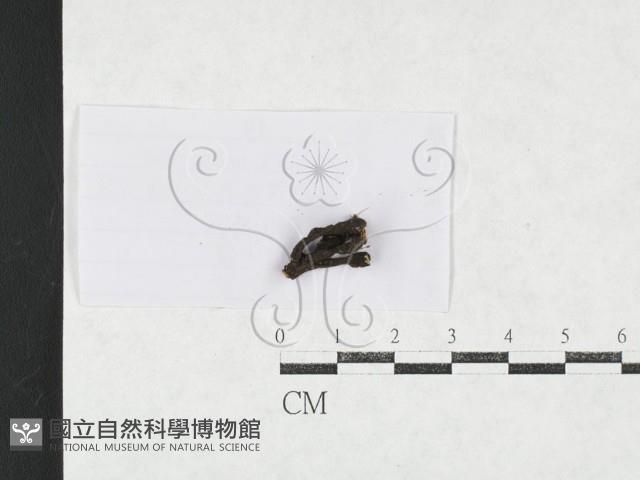 登錄號:F0027099藏品圖，第1張