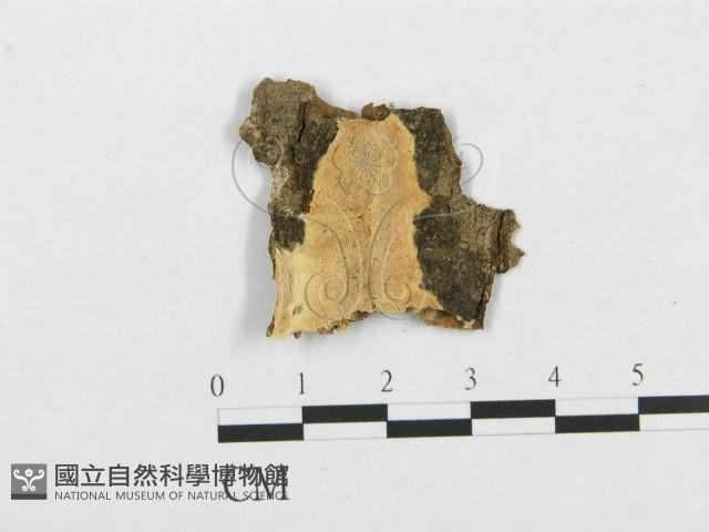 登錄號:F0007099藏品圖，第1張