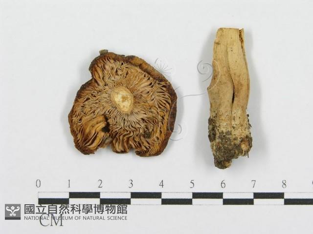 紅菇屬藏品圖，第1張