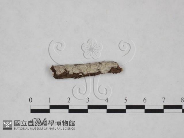 絲皮菌屬藏品圖，第1張