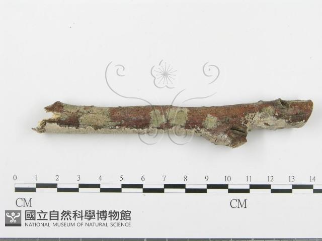 登錄號:F0005099藏品圖，第1張