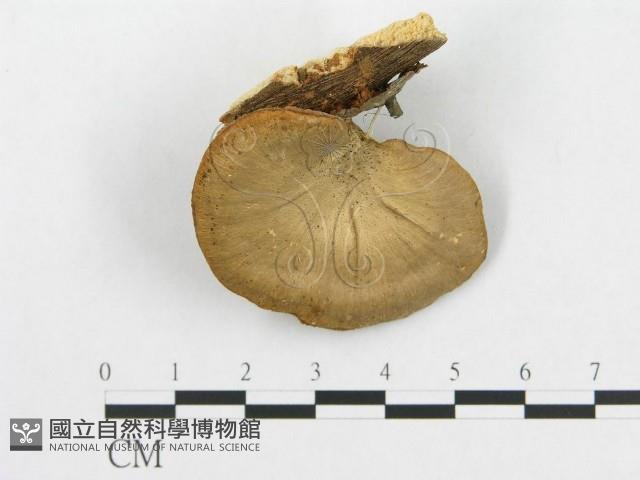 登錄號:F0015099藏品圖，第1張