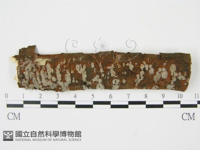 登錄號:F0009099藏品圖，第1張