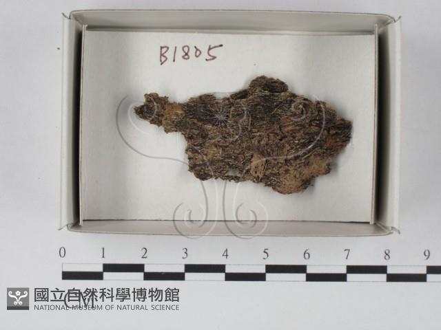 登錄號:F0019099藏品圖，第1張