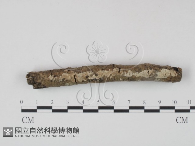 登錄號:F0003099藏品圖，第1張