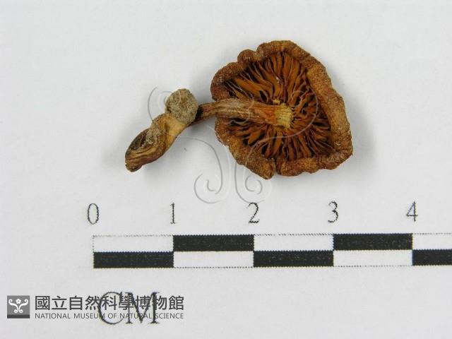 登錄號:F0013099藏品圖，第1張