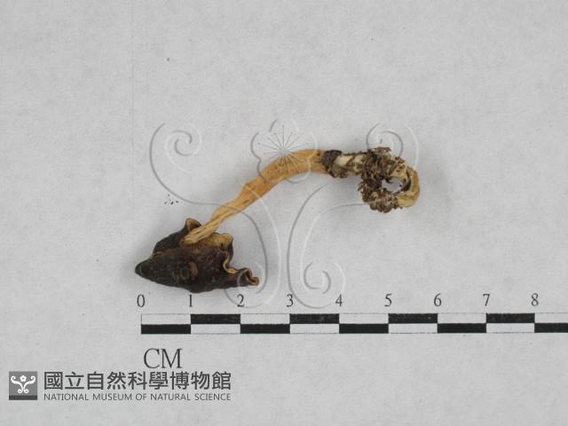 登錄號:F0028399藏品圖，第1張