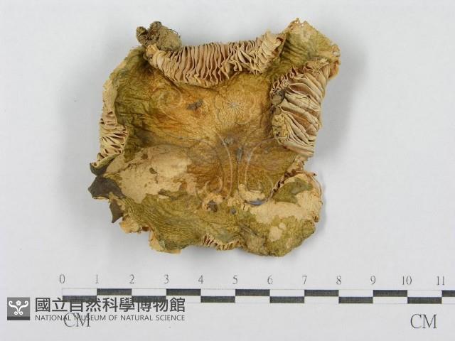 登錄號:F0008399藏品圖，第1張