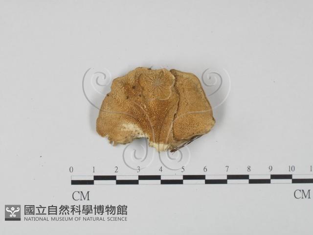 登錄號:F0020399藏品圖，第1張