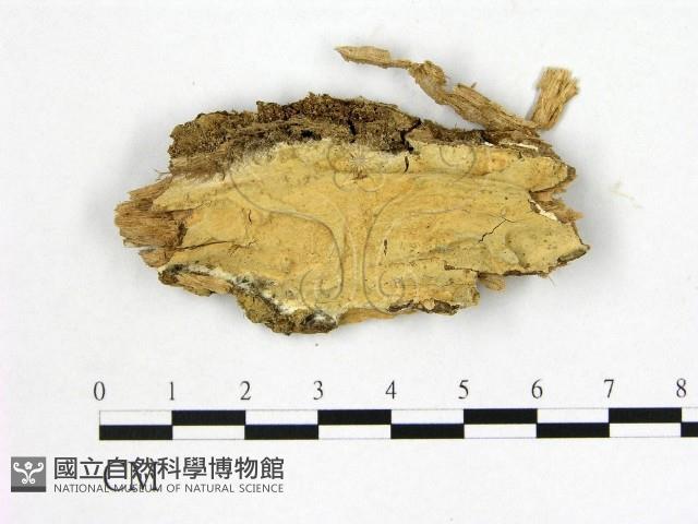 登錄號:F0010399藏品圖，第1張