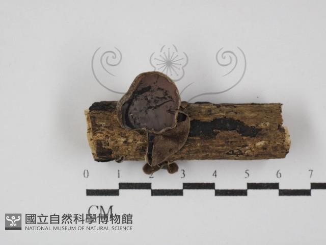 登錄號:F0030399藏品圖，第1張