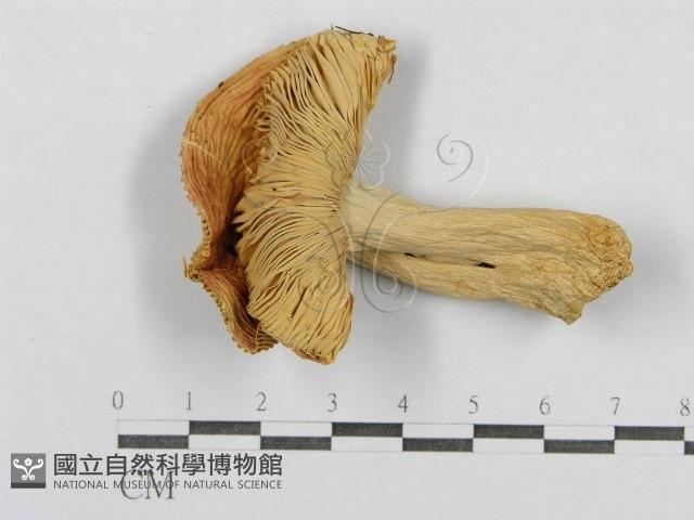 登錄號:F0016399藏品圖，第1張