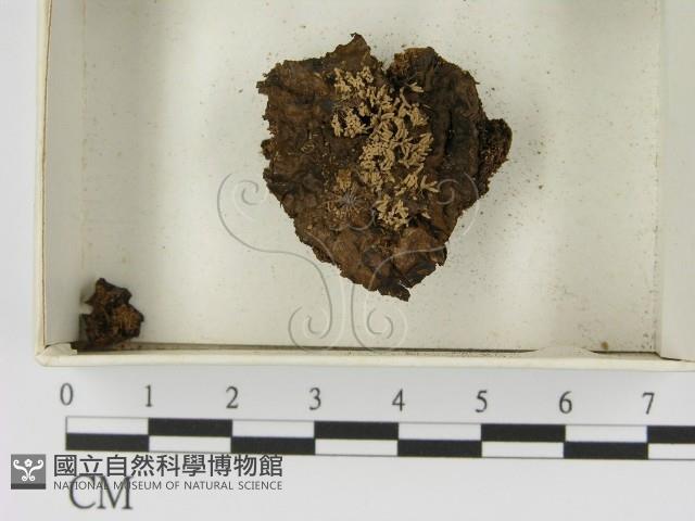 館號:F0021399藏品圖，第1張
