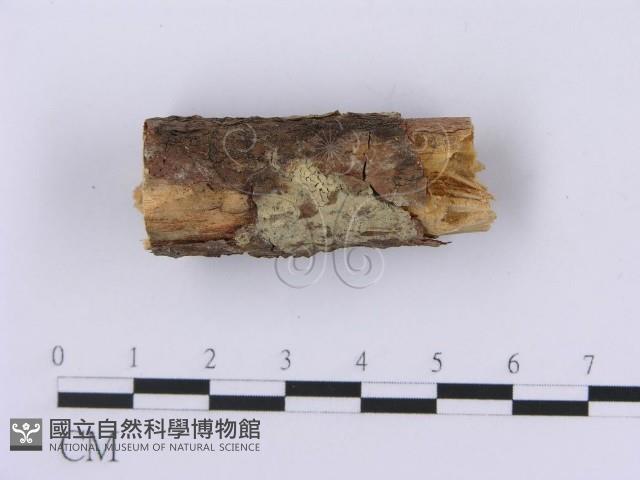 登錄號:F0001399藏品圖，第1張