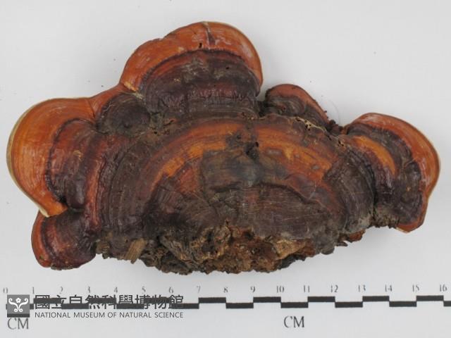 靈芝屬藏品圖，第1張