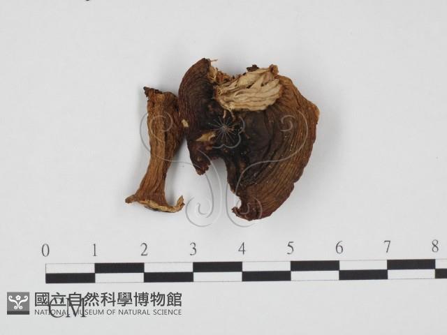 登錄號:F0024399藏品圖，第1張