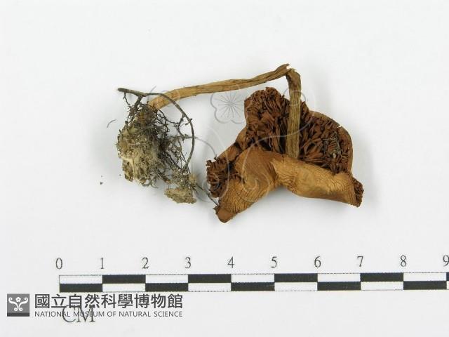 登錄號:F0004399藏品圖，第1張