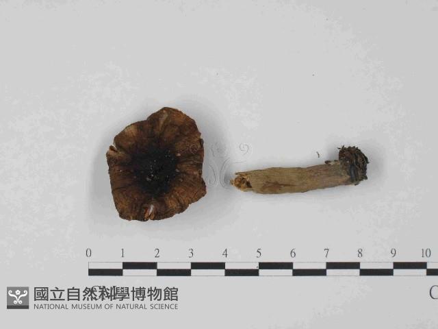 登錄號:F0014399藏品圖，第1張