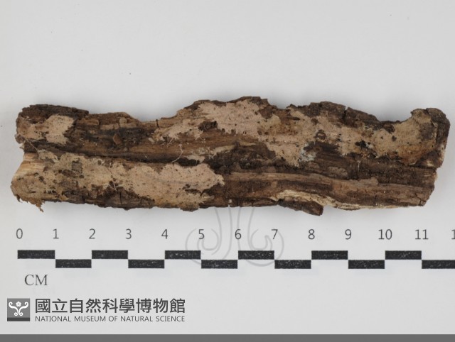 登錄號:F0034399藏品圖，第1張