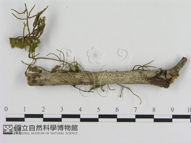 刺革菌屬藏品圖，第1張