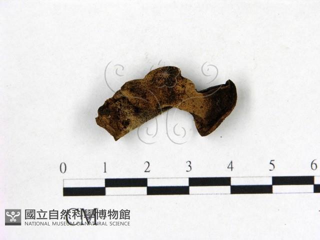 登錄號:F0012399藏品圖，第1張
