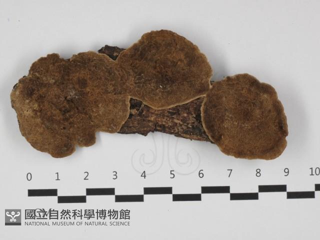 登錄號:F0032399藏品圖，第1張
