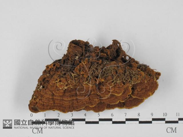 登錄號:F0027399藏品圖，第1張