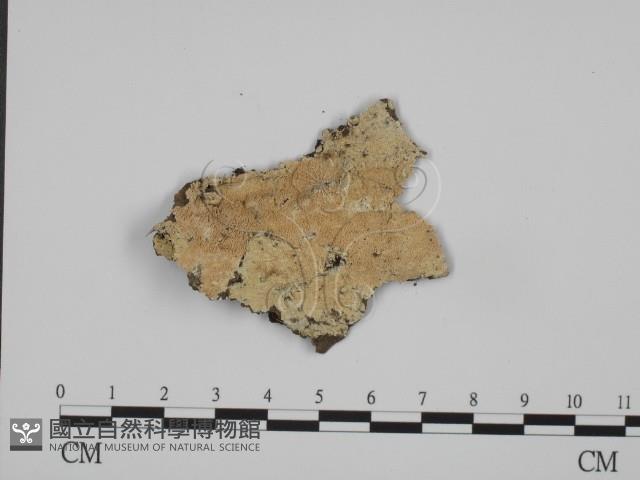 登錄號:F0015399藏品圖，第1張