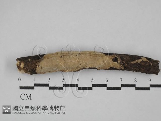 登錄號:F0029399藏品圖，第1張