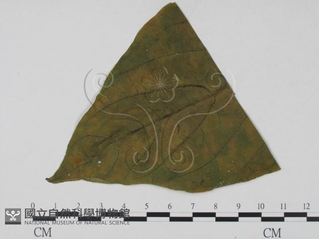 登錄號:F0009399藏品圖，第1張