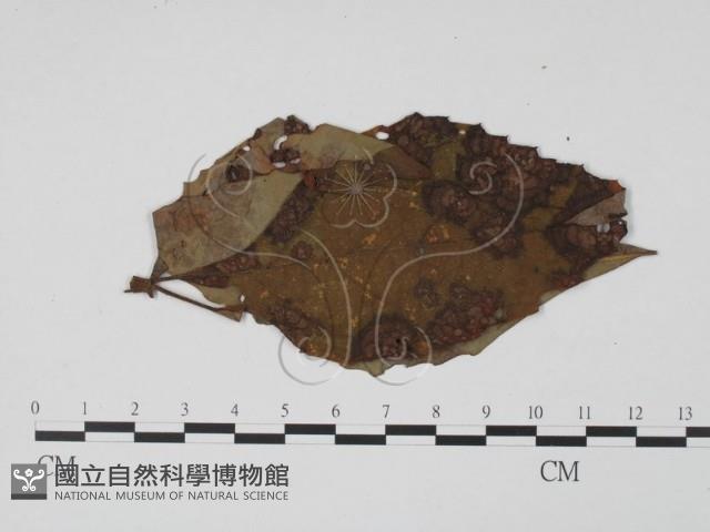 登錄號:F0019399藏品圖，第1張