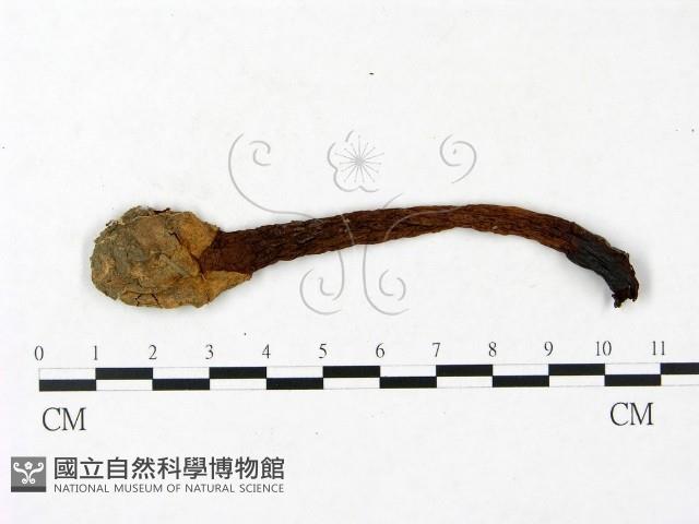 登錄號:F0023399藏品圖，第1張