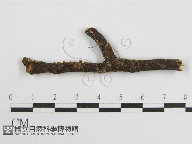 微皮傘屬藏品圖，第1張