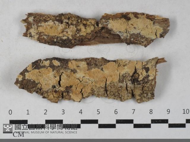 登錄號:F0033399藏品圖，第1張